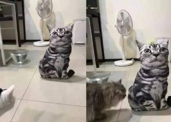 There is a new big-eyed cat in the family! The cat is so angry that it explodes!