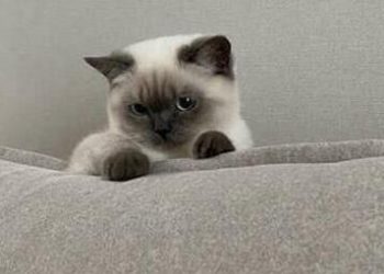 Is this the work that Nekoba is in love with?