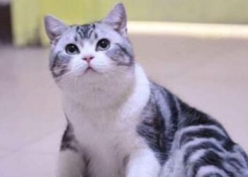 How do you stop Neko-chan all over the place?