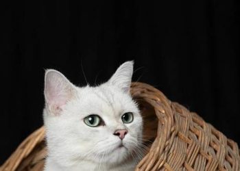 Is it okay for kittens to eat trace elements?