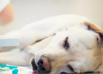 How to Help Your Dog Get Well Faster When It Has a Cold