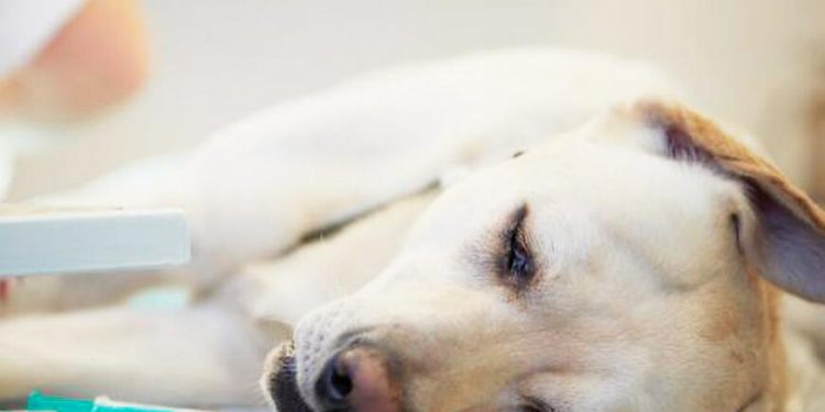 How to Help Your Dog Get Well Faster When It Has a Cold