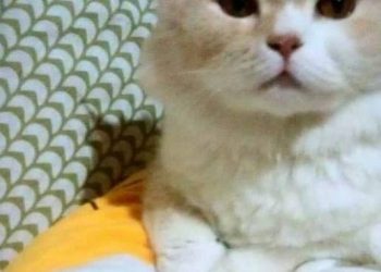 Beautiful pet cat becomes depressed after owner cuts hair