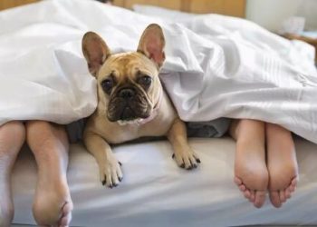51% of U.S. Pet Parents Say Their Pets Have Interrupted Romantic Time With a Partner, Survey Says