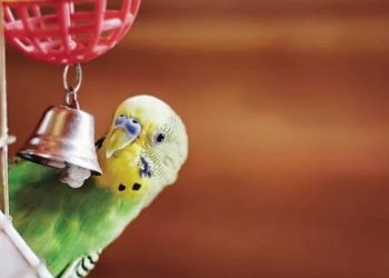 What to know about having a bird as a pet