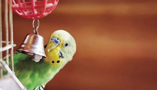 What to know about having a bird as a pet