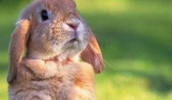 Is it normal for a rabbit to have a fast heartbeat? can rabbits take a bath