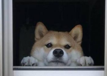 Why can dogs meet their owners at the door on time?