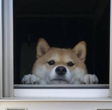 Why can dogs meet their owners at the door on time?