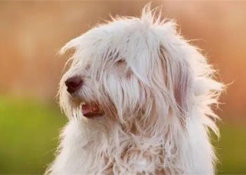 Why Do Dogs Keep Crying?