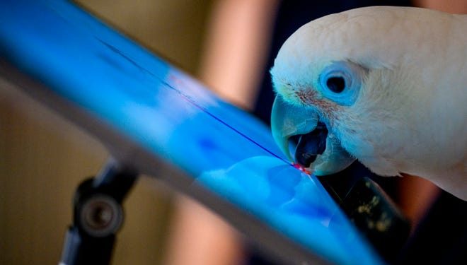 Jennifer Cunha, a Northeastern affiliated researcher, works with Ellie, Cunha’s 11-year-old Goffin’s cockatoo, at her home in Jupiter, Florida, on April 10, 2023.