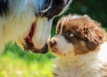 Why do dogs have to be “inbreeding”?