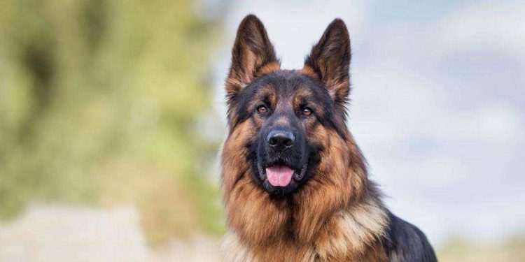 5 Dog Breeds That Are “Loyal” Throughout Their Lives