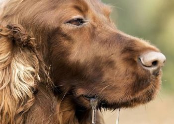 6 signs of dog “rabies”