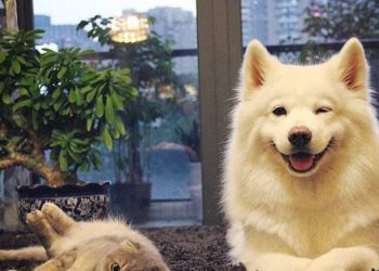 Dogs have these 6 symptoms, indicating that the body is “full of worms”