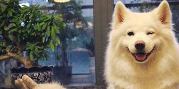 Dogs have these 6 symptoms, indicating that the body is “full of worms”