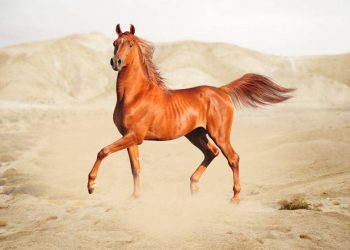 Why is it said that stallion “semen” is a very expensive liquid?