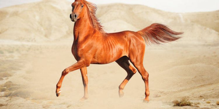 Why is it said that stallion “semen” is a very expensive liquid?