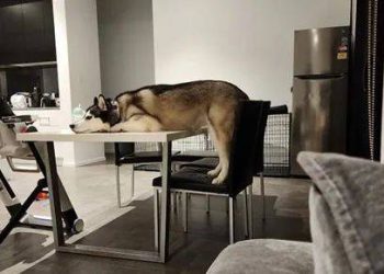 Brought the husky to the office, and it climbed on the table to imitate humans