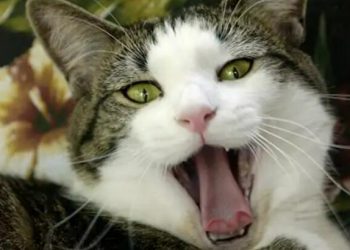 9 Common Cat Myths Debunked