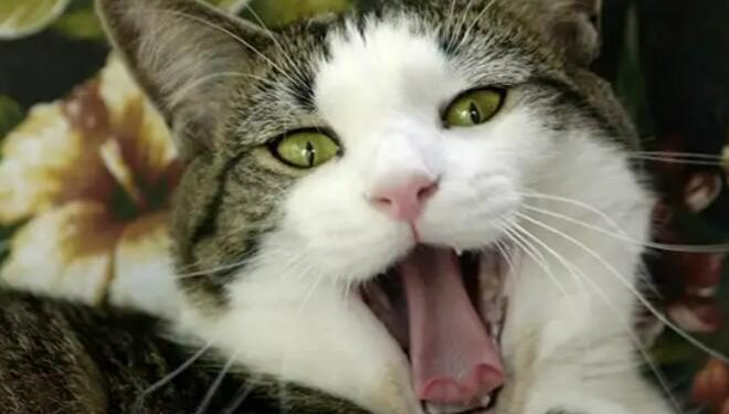 9 Common Cat Myths Debunked