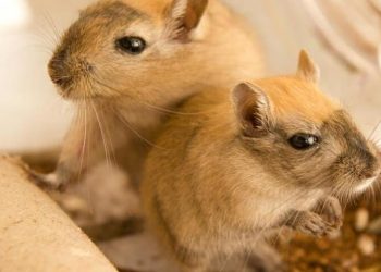 Hamsters vs. Gerbils: What’s the Difference?