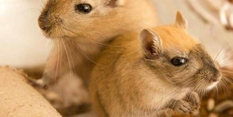 Hamsters vs. Gerbils: What’s the Difference?