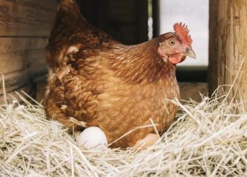 Backyard Chickens : Raising Chickens for Beginners