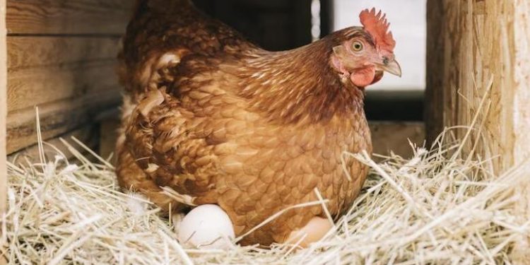 Backyard Chickens : Raising Chickens for Beginners