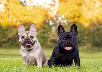 The French Bulldog Is America’s Most Popular Dog Breed, Dethroning the Labrador Retriever After 31 Years