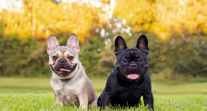 The French Bulldog Is America’s Most Popular Dog Breed, Dethroning the Labrador Retriever After 31 Years
