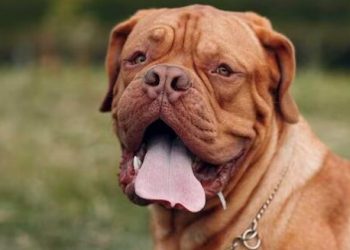 5-year-old girl injured after neighbour’s pet dog attack her in Lucknow