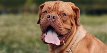 5-year-old girl injured after neighbour’s pet dog attack her in Lucknow