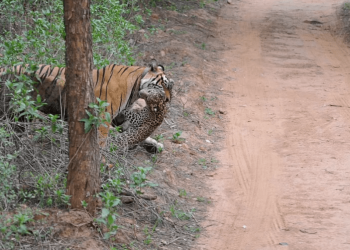 A tiger in India killed a leopard but didn’t eat it!