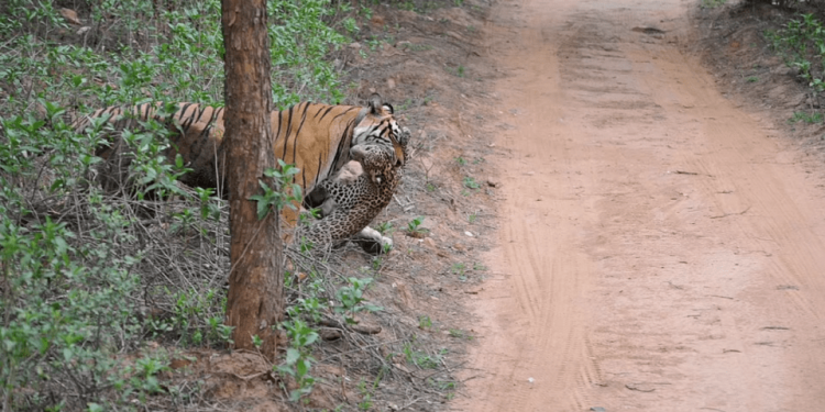 A tiger in India killed a leopard but didn’t eat it!