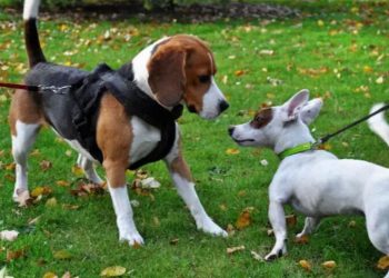 How to Introduce a New Dog and Get Dogs to Bond