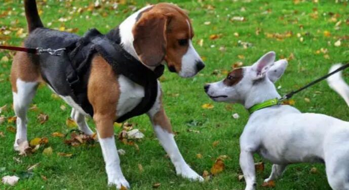 How to Introduce a New Dog and Get Dogs to Bond