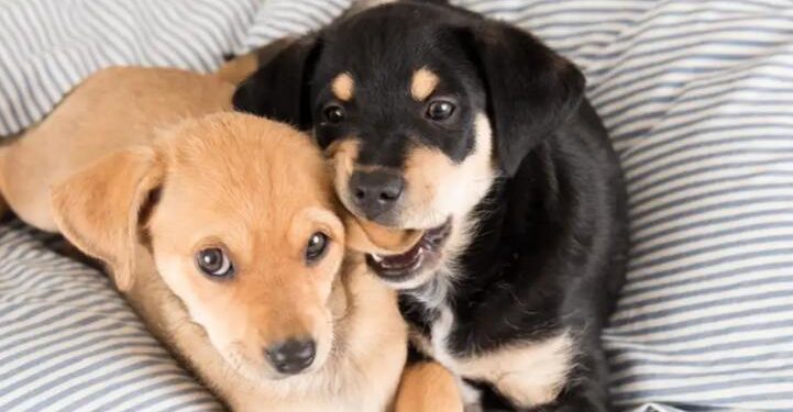 How to Stop a Puppy from Biting