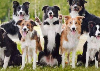 Bianmu is so smart, why are there so few police dogs?