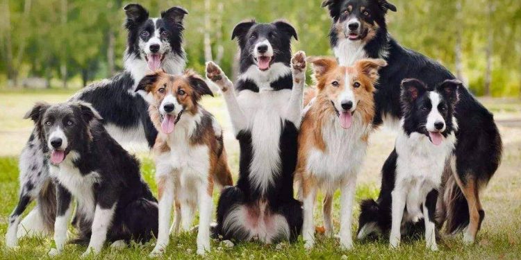 Bianmu is so smart, why are there so few police dogs?